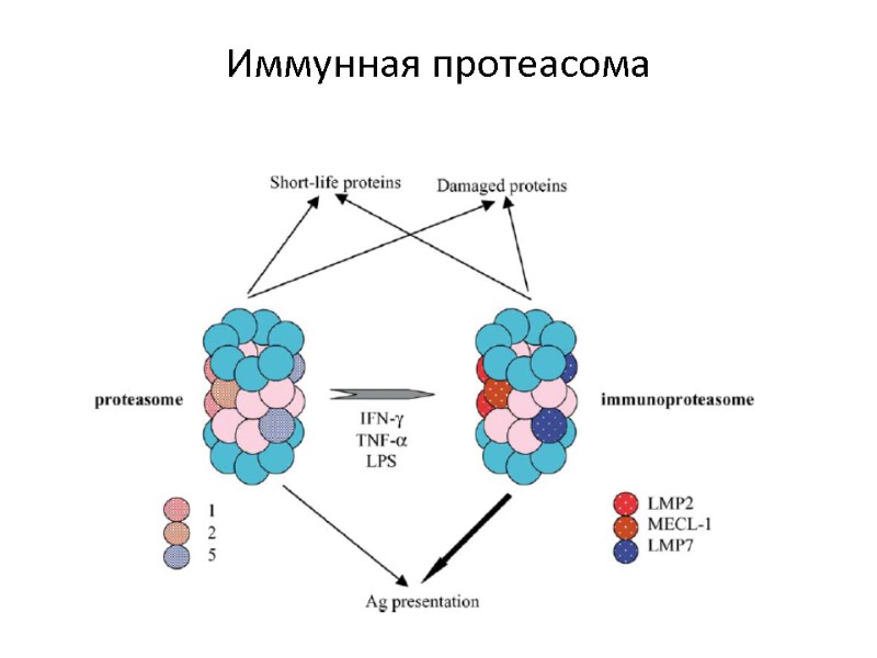 Иммунная протеасома
